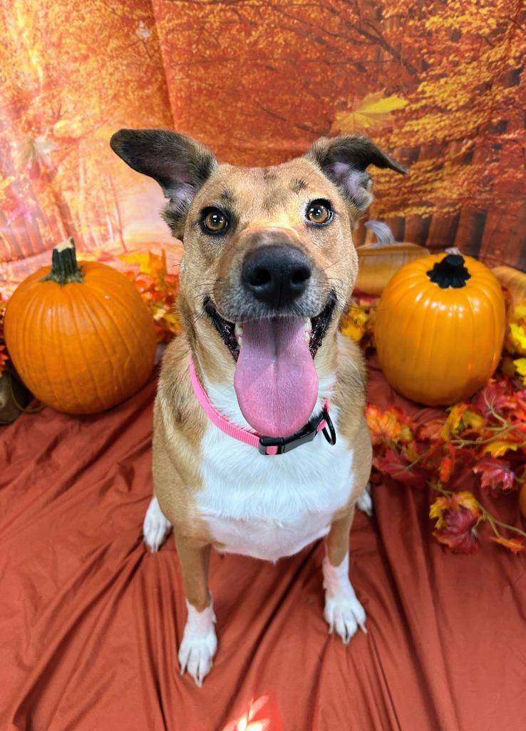 Enlarge Daisy, a Adoptable mixed breed in Bryant, AR image 6/6