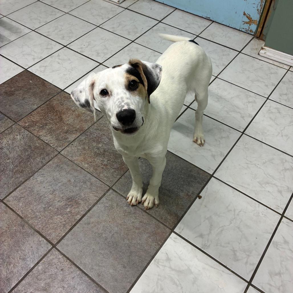 DJ, Adoptable, Young Male Mixed Breed.