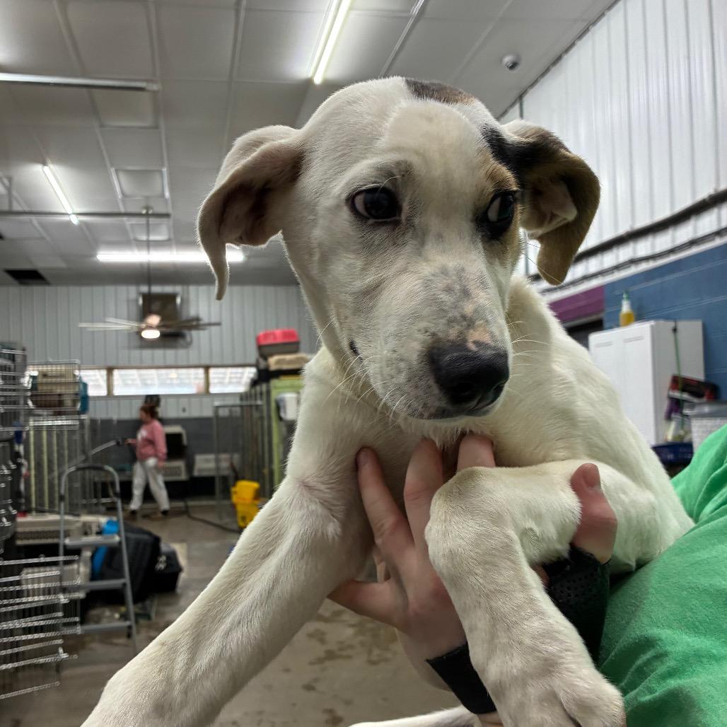 Enlarge DJ, a Adoptable Mixed Breed in Corbin, KY image 2/2