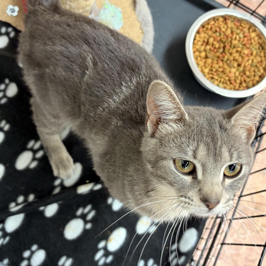 Typsy, a Adoptable Domestic Short Hair in Chillicothe, IL image 1/2