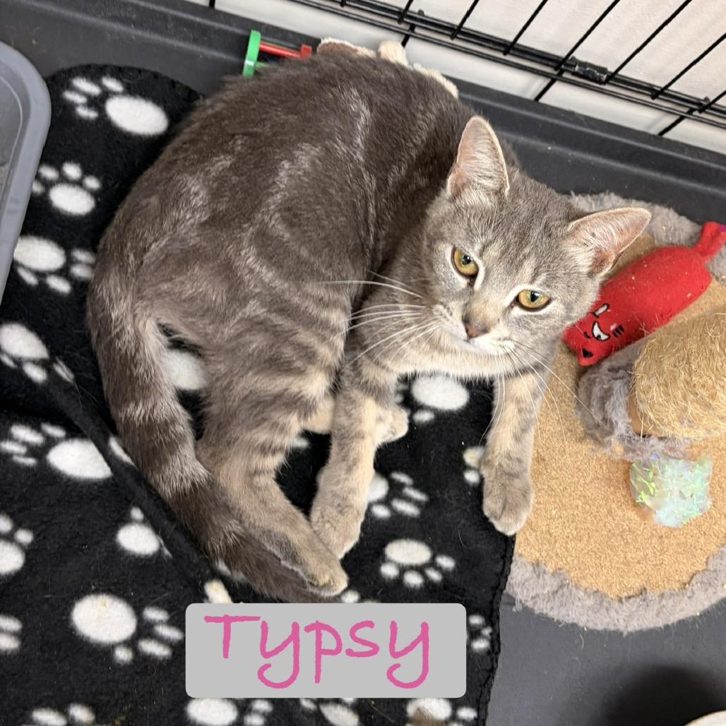 Typsy, a Adoptable Domestic Short Hair in Chillicothe, IL image 2/2