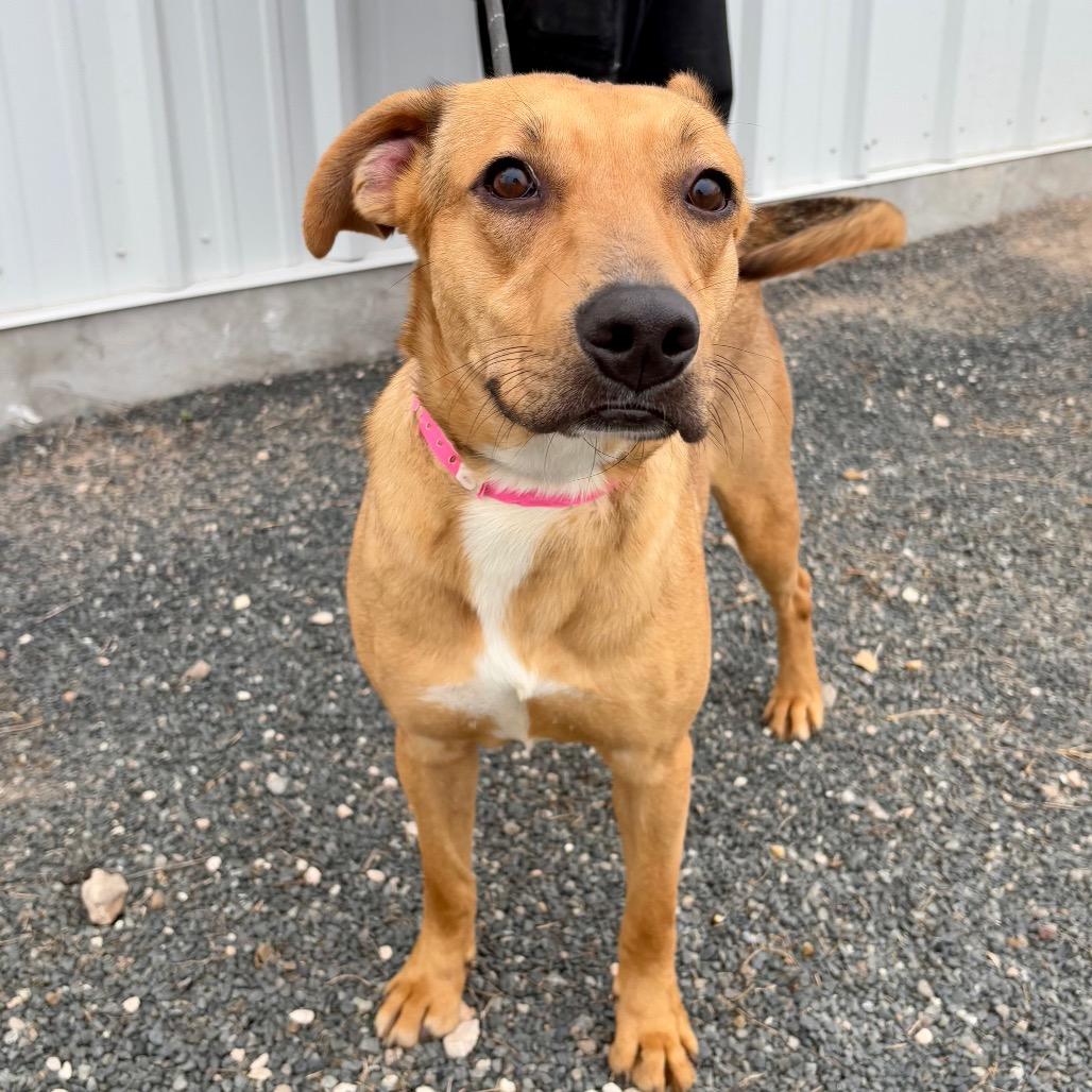 Shandy, Adoptable, Adult Female Shepherd & Mixed Breed.
