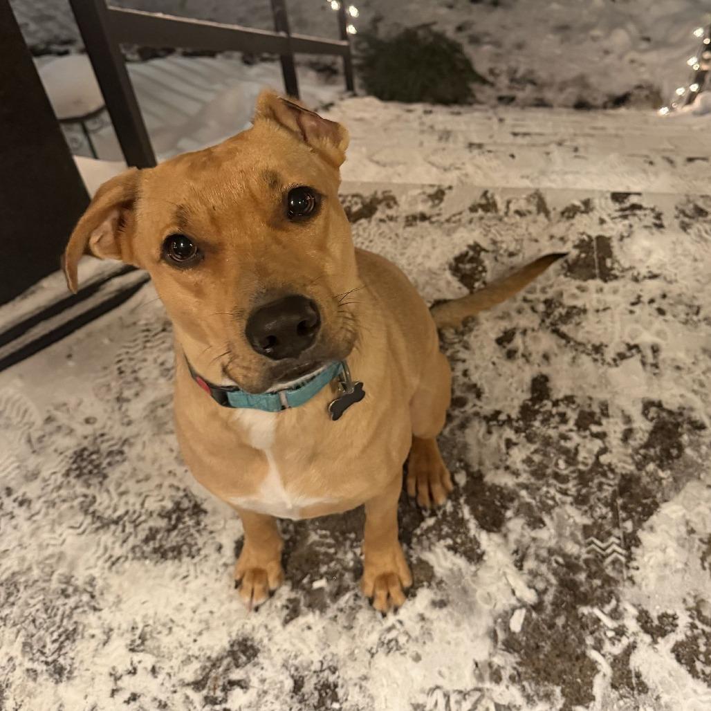 Enlarge Shandy, a Adoptable mixed breed in Chicago, IL image 2/5