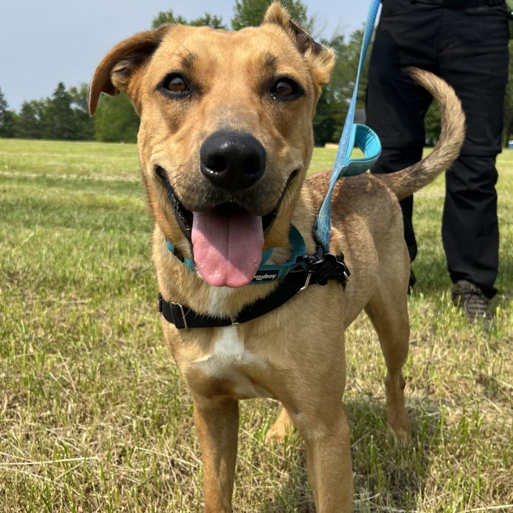 Enlarge Shandy, a Adoptable mixed breed in Chicago, IL image 5/5