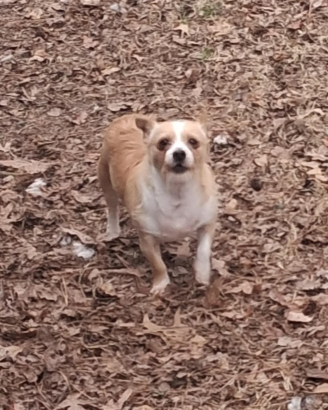 Poncho, a Adoptable mixed breed in Onley, VA image 2/6