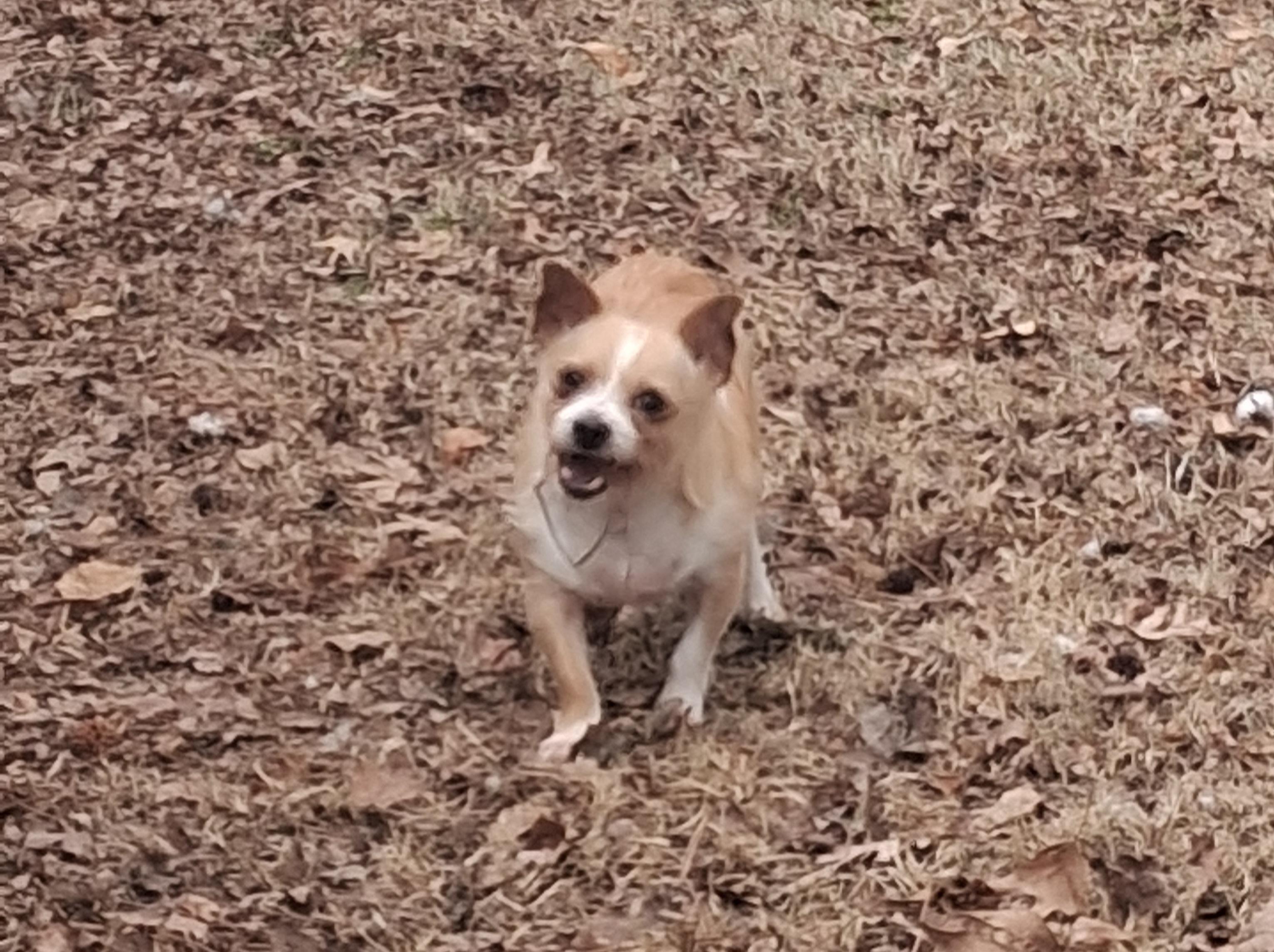 Poncho, a Adoptable mixed breed in Onley, VA image 6/6