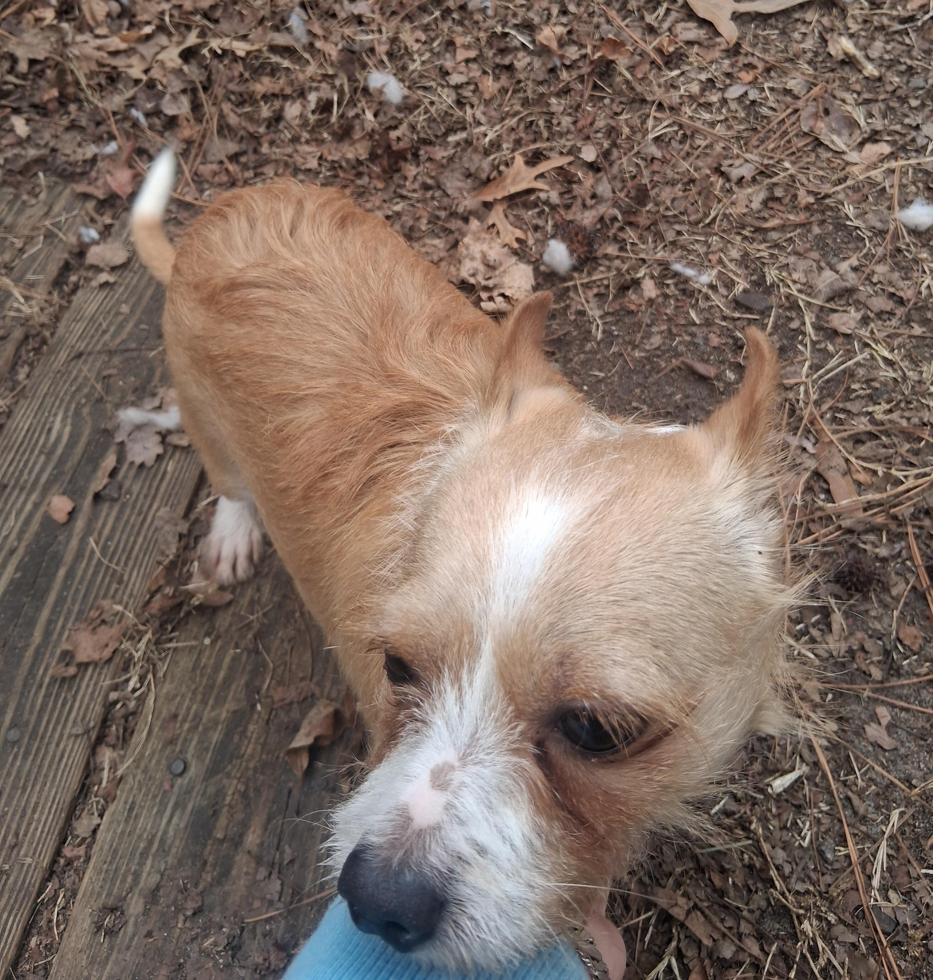 Poncho, a Adoptable mixed breed in Onley, VA image 4/6