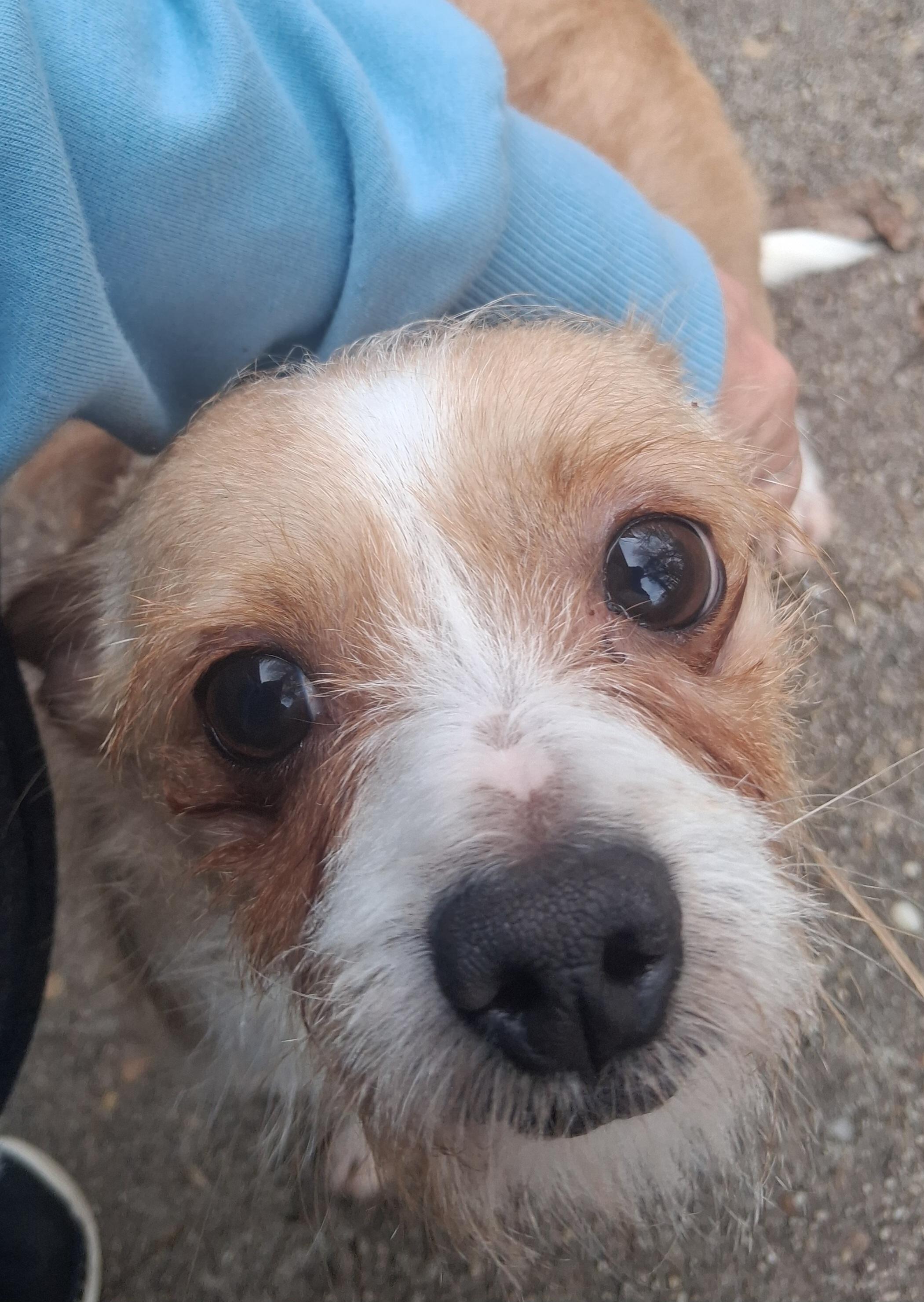 Poncho, Adoptable, Adult Male Terrier & Chihuahua.
