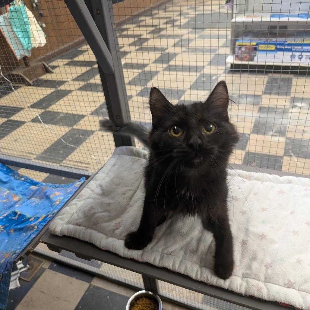 Sootsprite - SPECIAL NEEDS - FELEUK+, Adoptable, Young Male Domestic Long Hair.