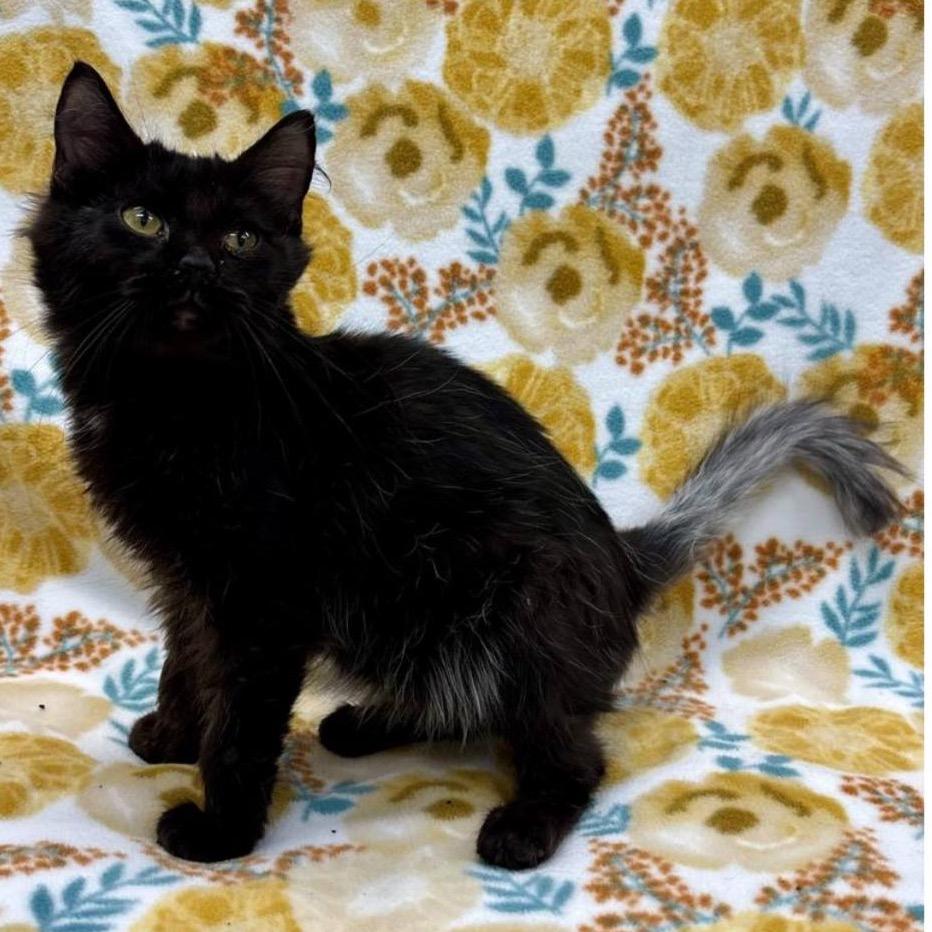 Enlarge Sootsprite - SPECIAL NEEDS - FELEUK+, a Adoptable Domestic Long Hair in Union, MO image 2/2