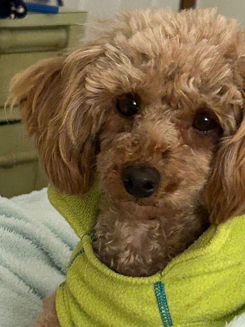 Enlarge Ginny 4404, a Adopted Poodle in Pickering, ON image 1/3