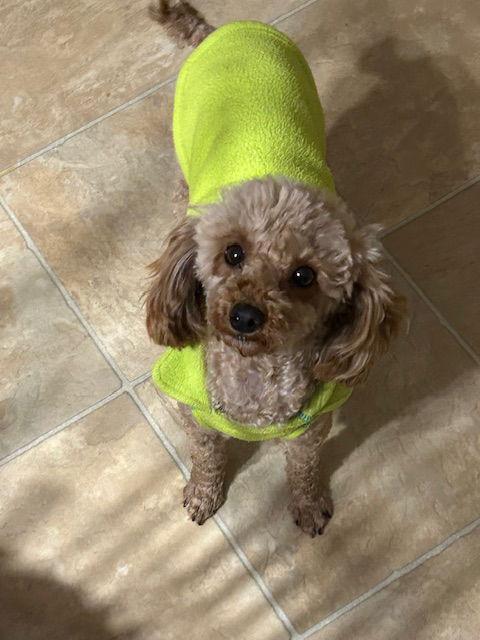 Enlarge Ginny 4404, a Adopted Poodle in Pickering, ON image 2/3