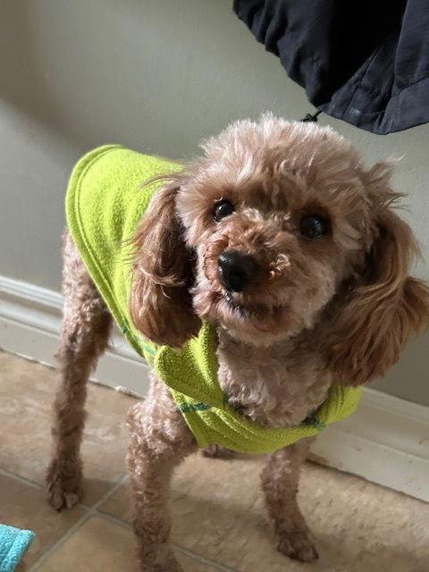 Enlarge Ginny 4404, a Adopted Poodle in Pickering, ON image 3/3