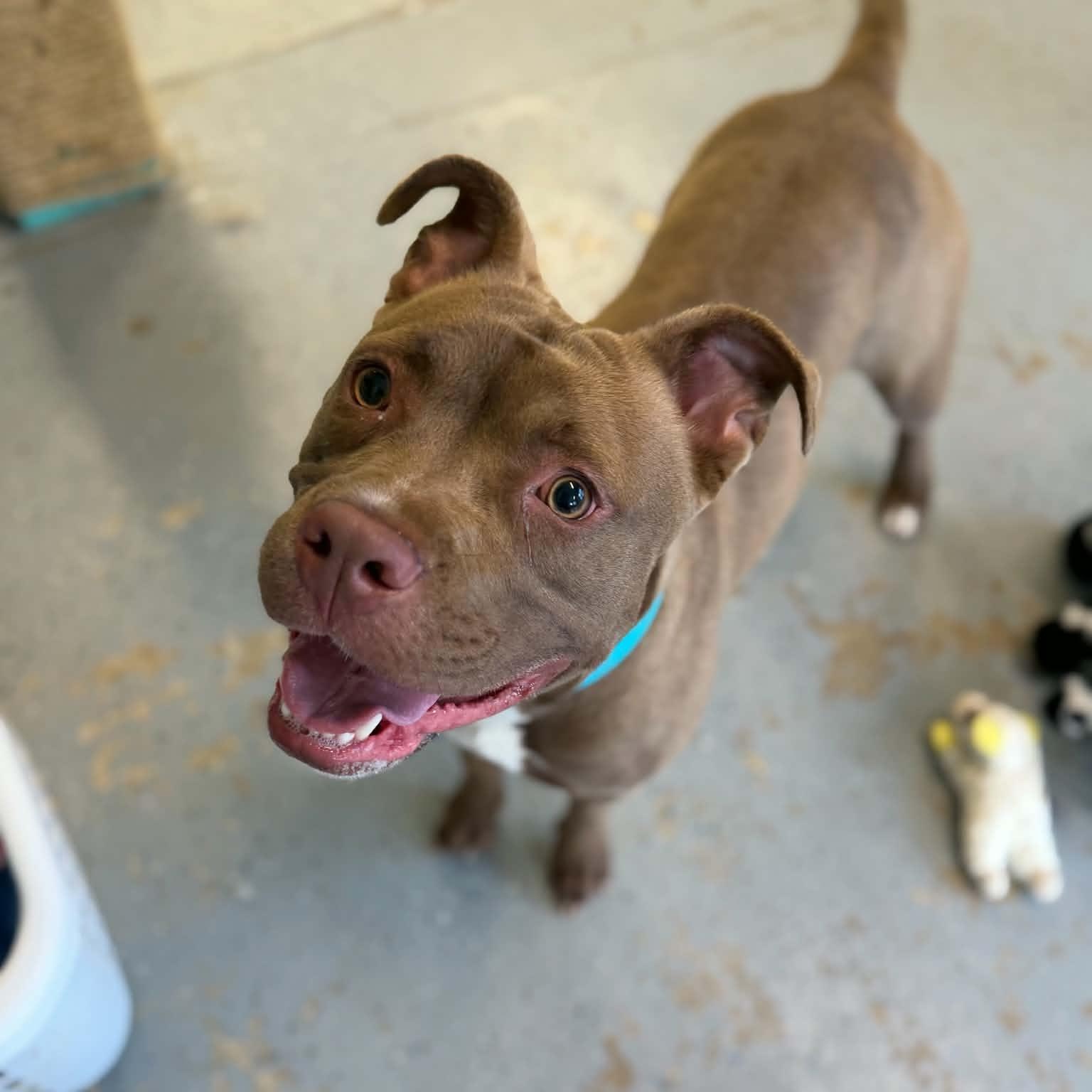 Enlarge Loco, a ADOPTABLE mixed breed in Martinsville, IN image 1/1