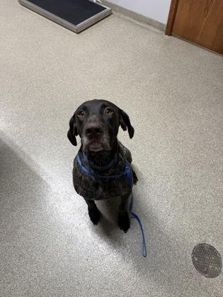 Hobbs, Adoptable, Adult Male German Shorthaired Pointer.