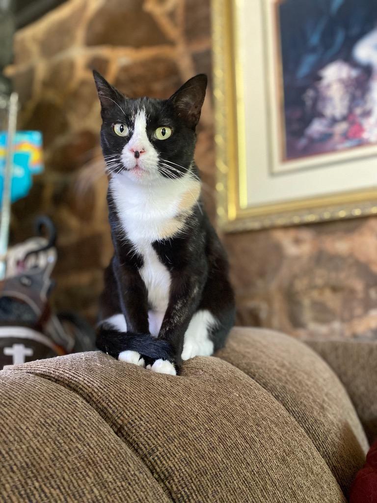 Eva, Adoptable, Adult Female Domestic Short Hair.