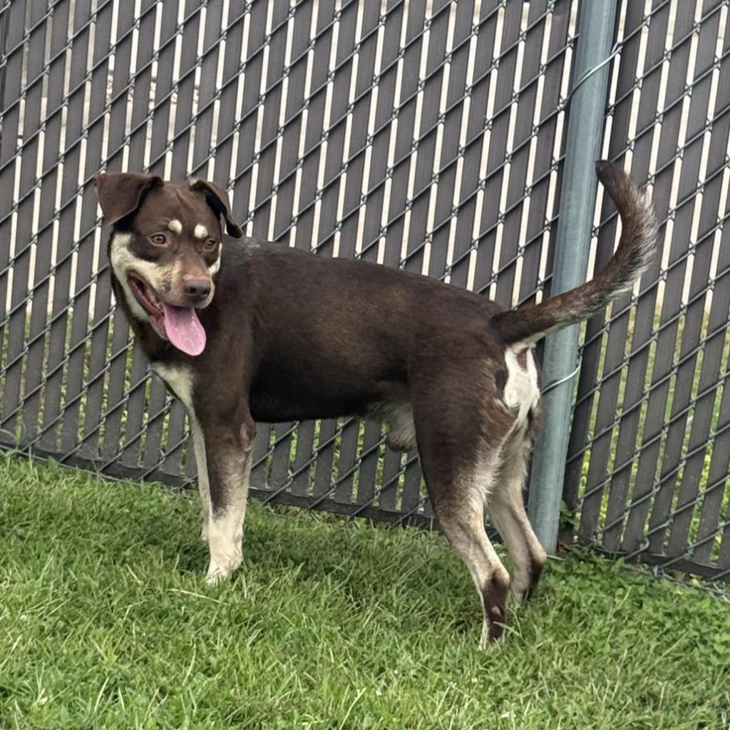 Enlarge Deno, a Adoptable Australian Shepherd in Brenham, TX image 2/6