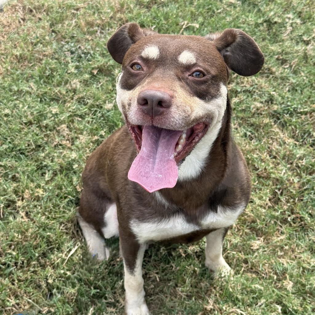 Enlarge Deno, a Adoptable Australian Shepherd in Brenham, TX image 3/6