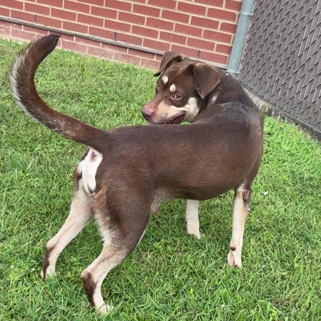 Enlarge Deno, a Adoptable Australian Shepherd in Brenham, TX image 4/6