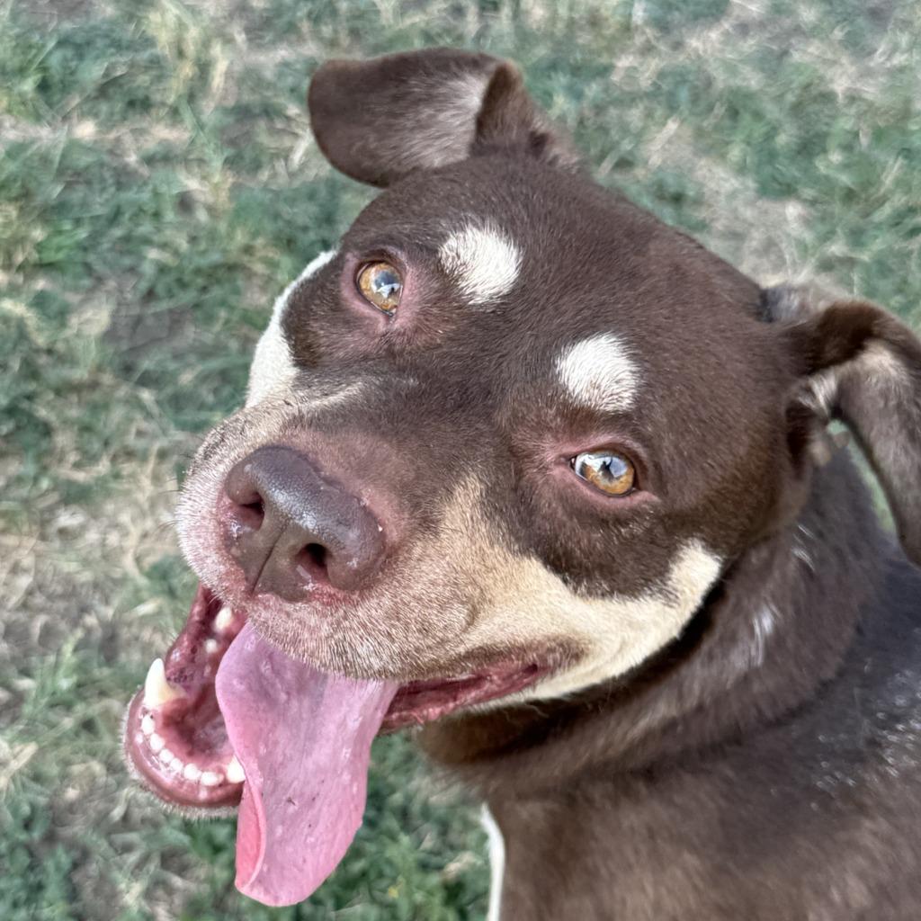 Deno, Adoptable, Adult Male Australian Shepherd.