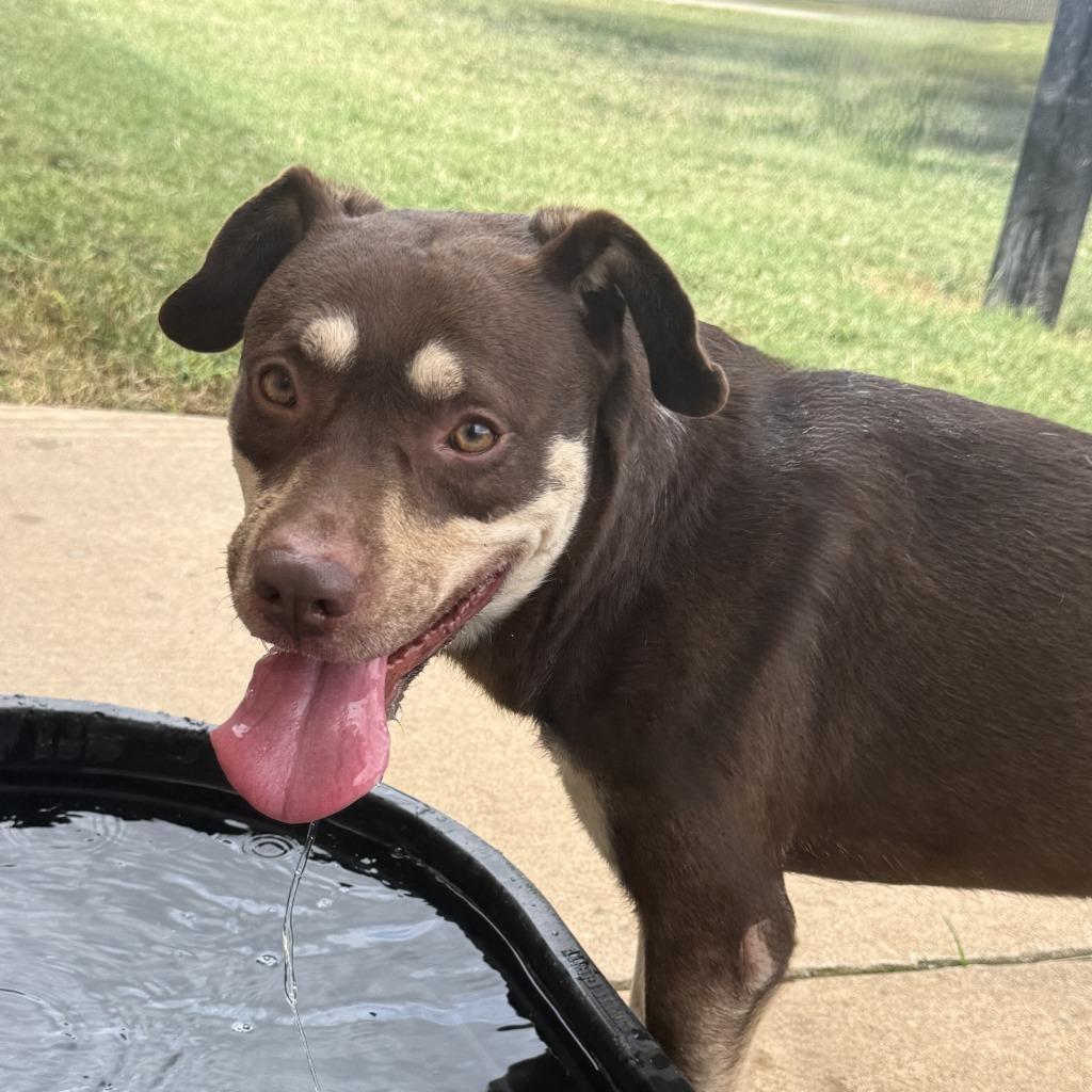 Enlarge Deno, a Adoptable Australian Shepherd in Brenham, TX image 5/6