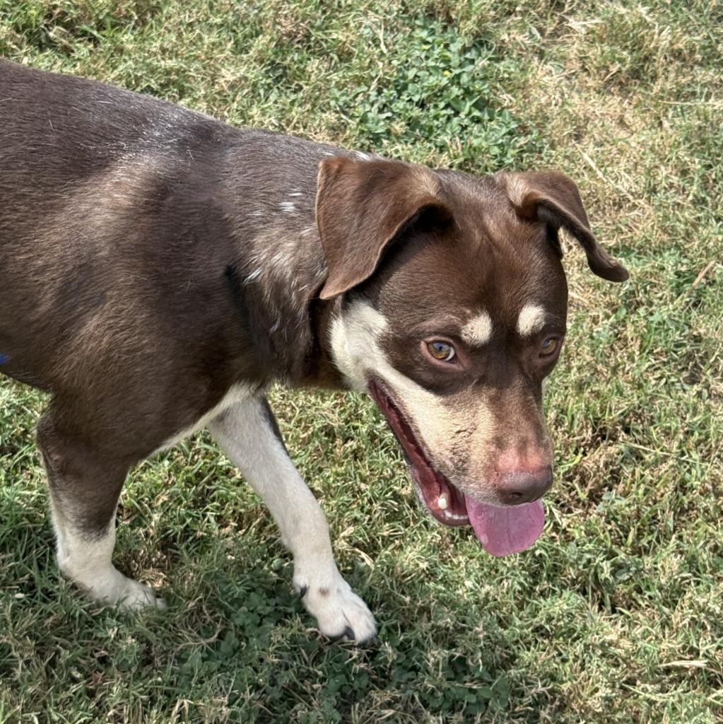 Enlarge Deno, a Adoptable Australian Shepherd in Brenham, TX image 6/6