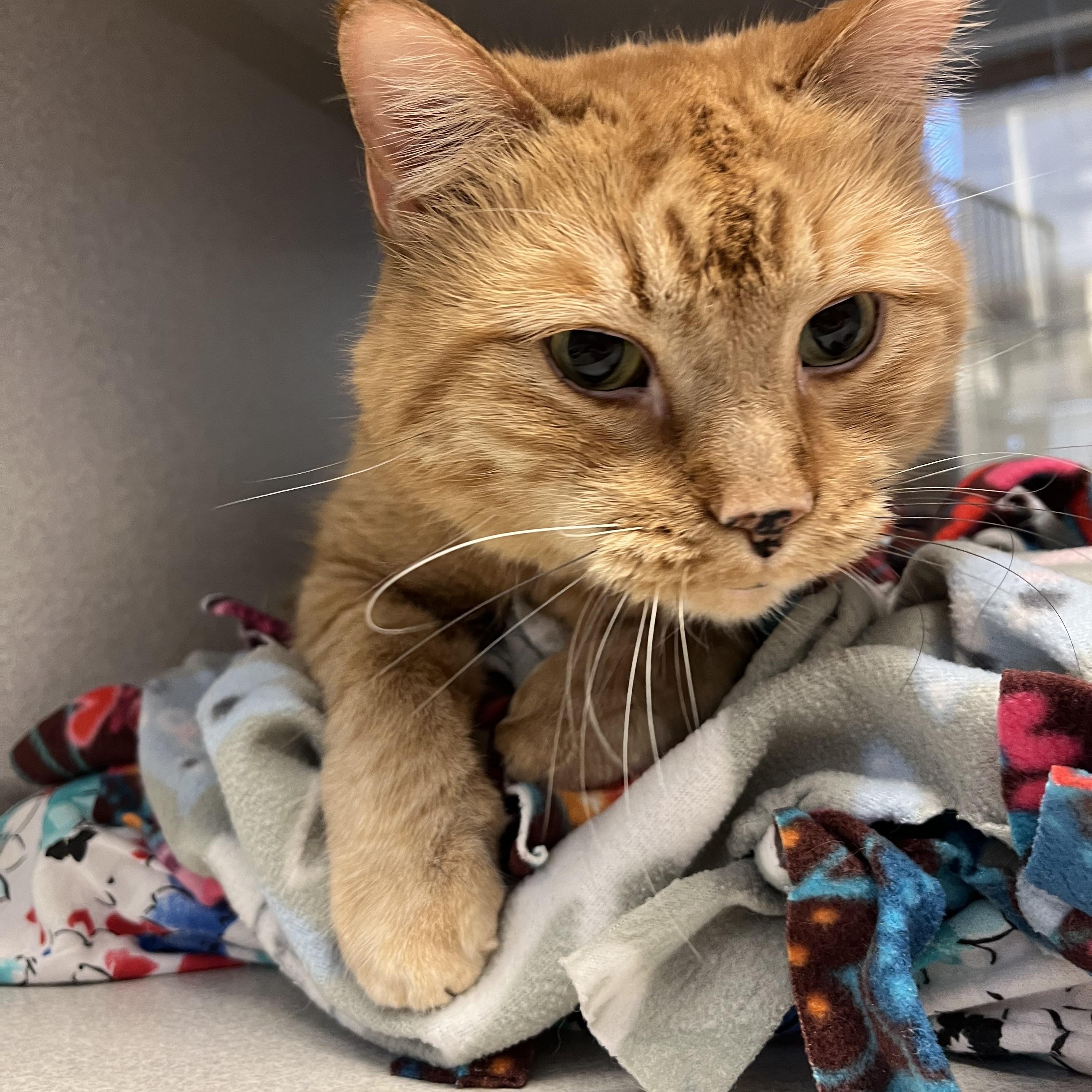 Enlarge Gunther, a Adoptable mixed breed in Cedar Rapids, IA image 2/4