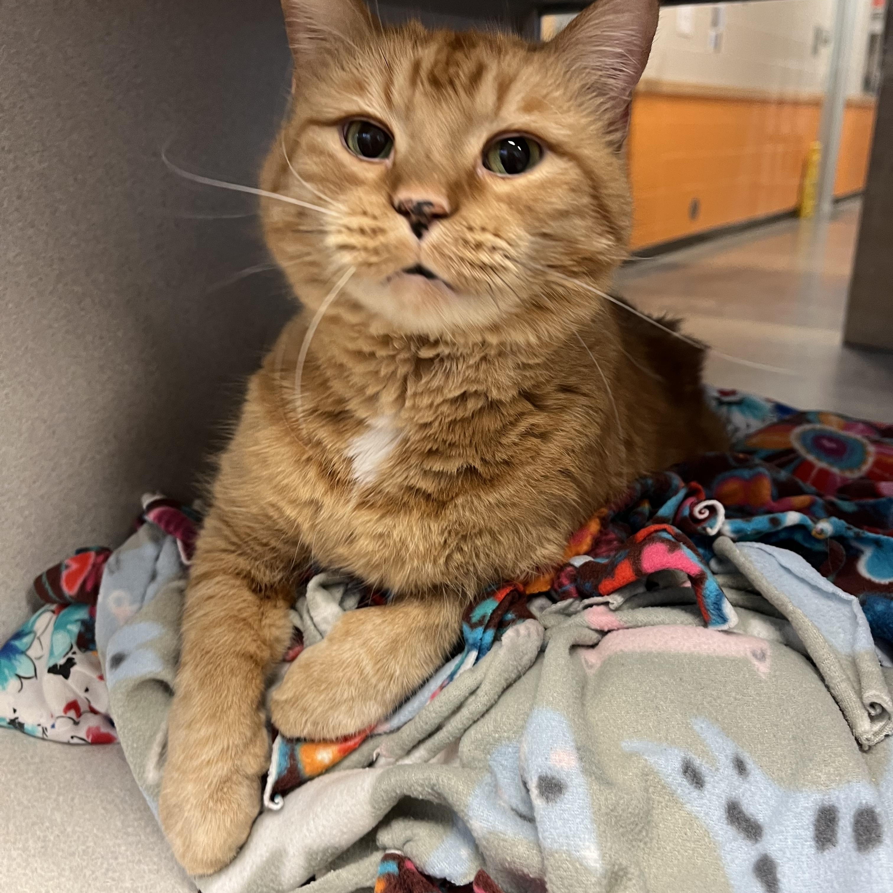 Enlarge Gunther, a Adoptable mixed breed in Cedar Rapids, IA image 3/4