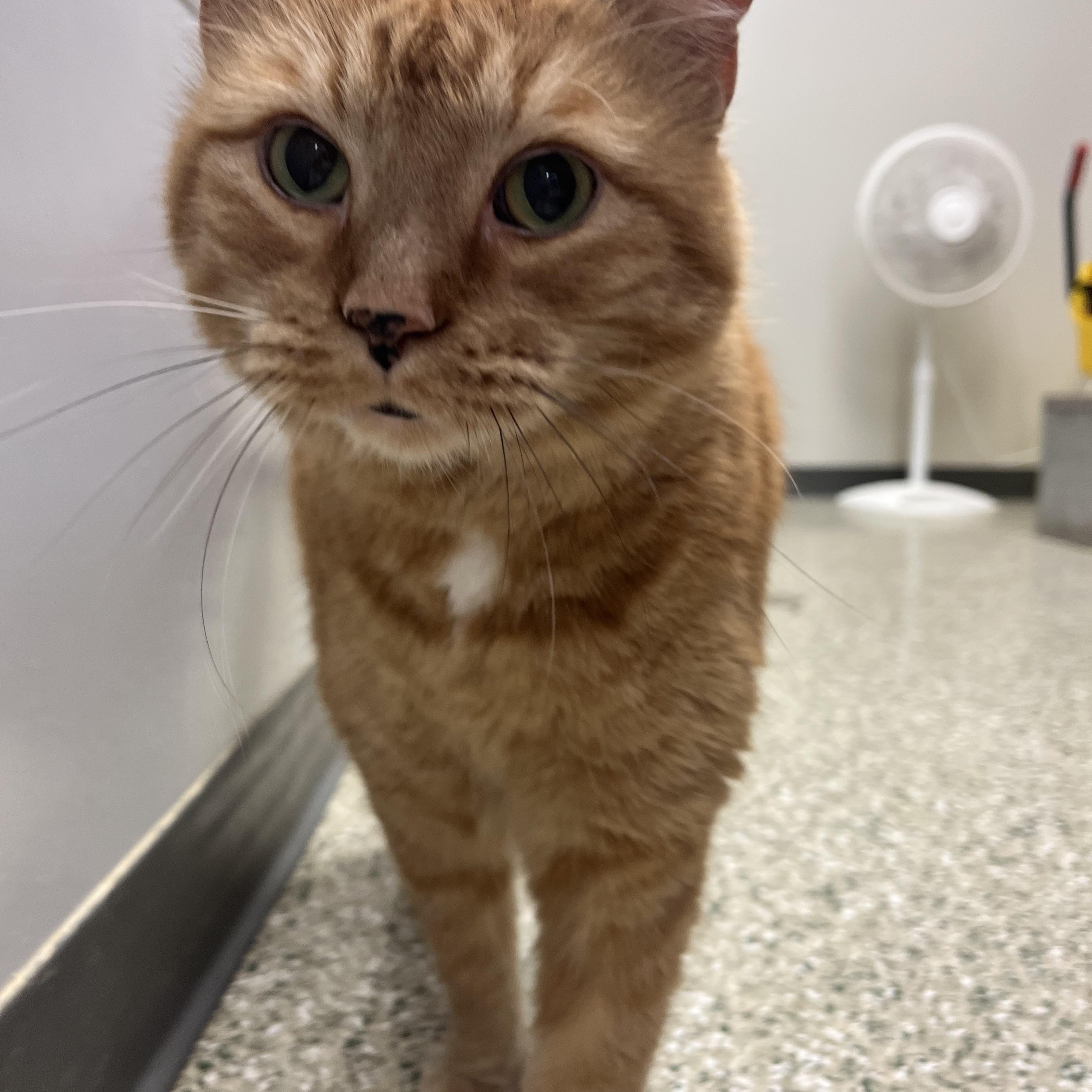 Gunther, Adoptable, Adult Male Domestic Short Hair.