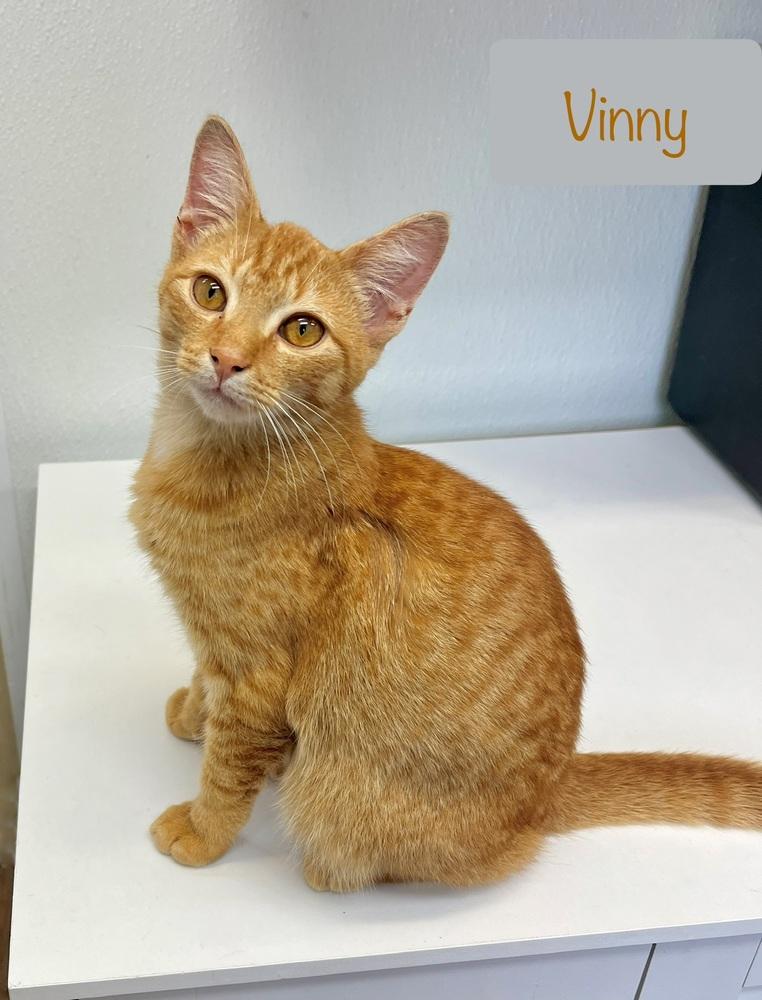 Vinny, Adoptable, Kitten Male Domestic Short Hair.