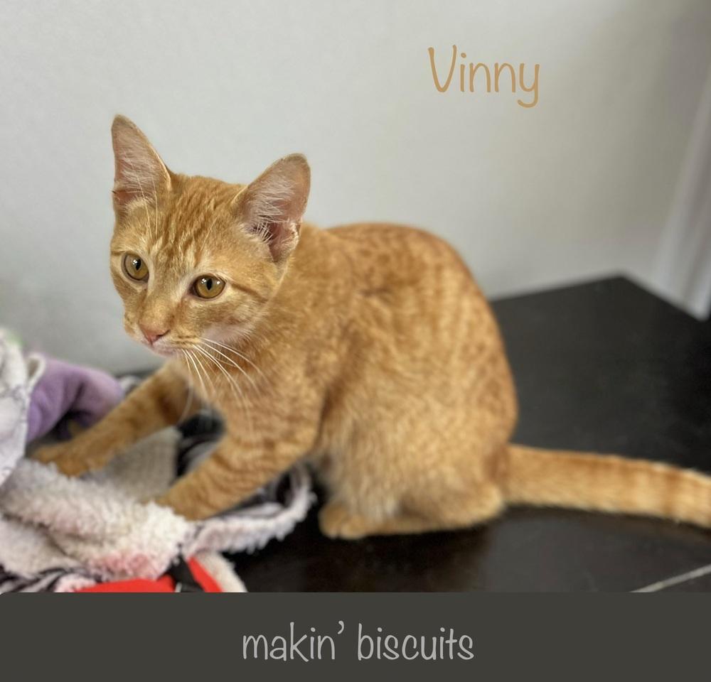 Enlarge Vinny, a Adoptable Domestic Short Hair in Chalfont, PA image 2/6