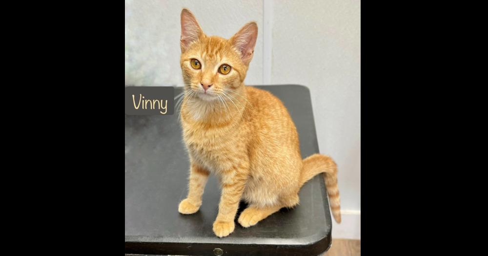 Enlarge Vinny, a Adoptable Domestic Short Hair in Chalfont, PA image 3/6