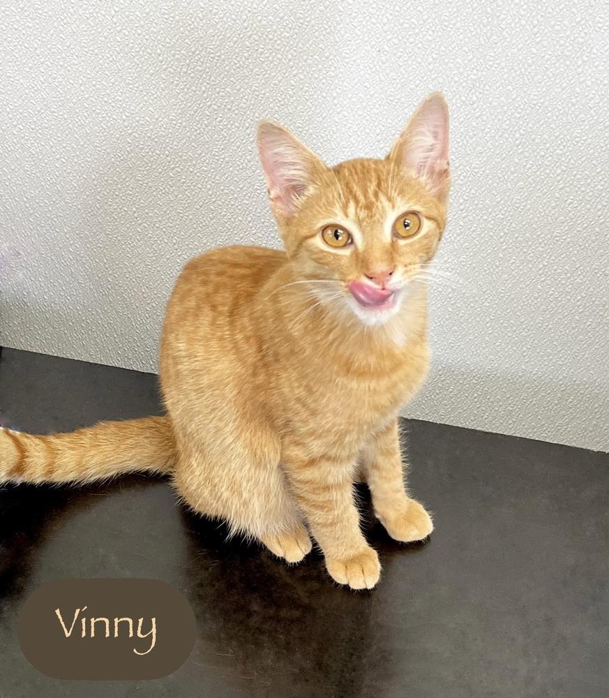 Enlarge Vinny, a Adoptable Domestic Short Hair in Chalfont, PA image 4/6