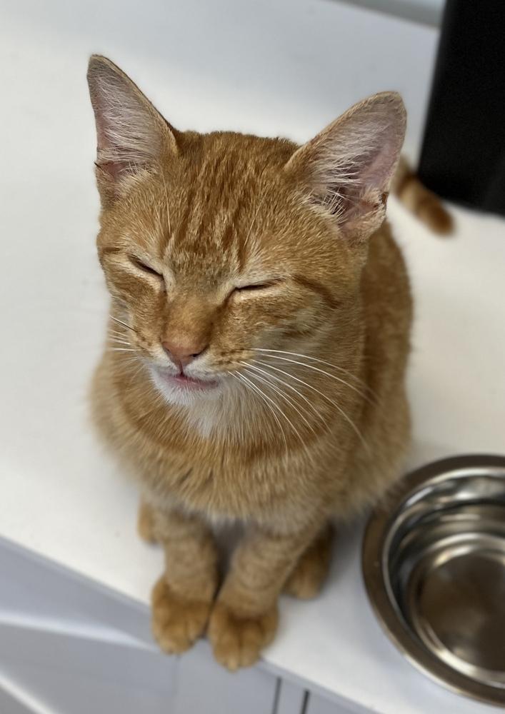 Enlarge Vinny, a Adoptable Domestic Short Hair in Chalfont, PA image 5/6