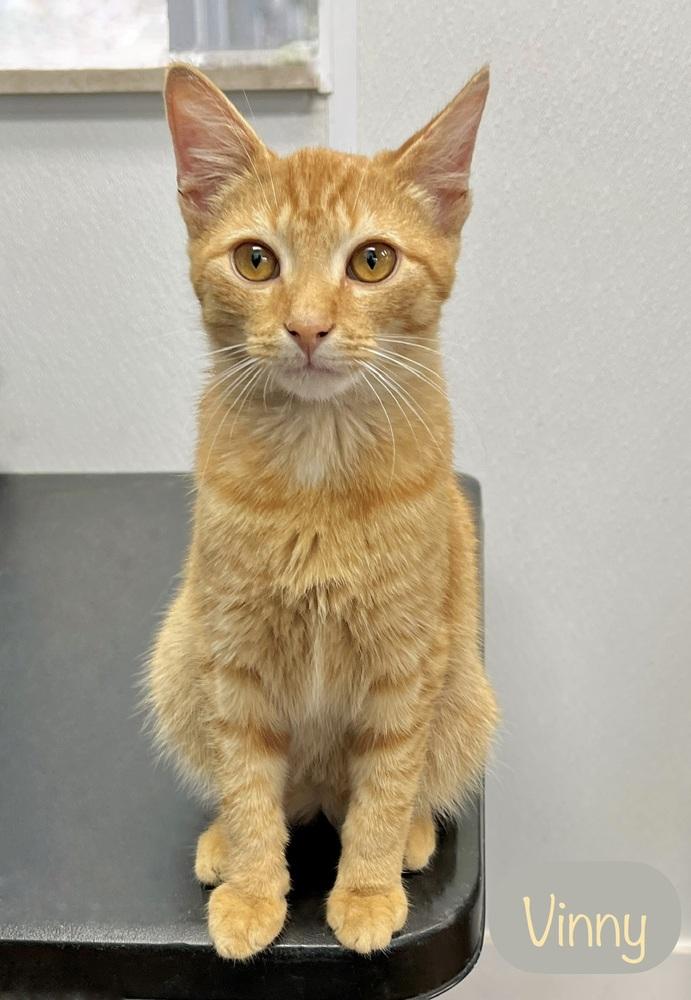 Enlarge Vinny, a Adoptable Domestic Short Hair in Chalfont, PA image 6/6