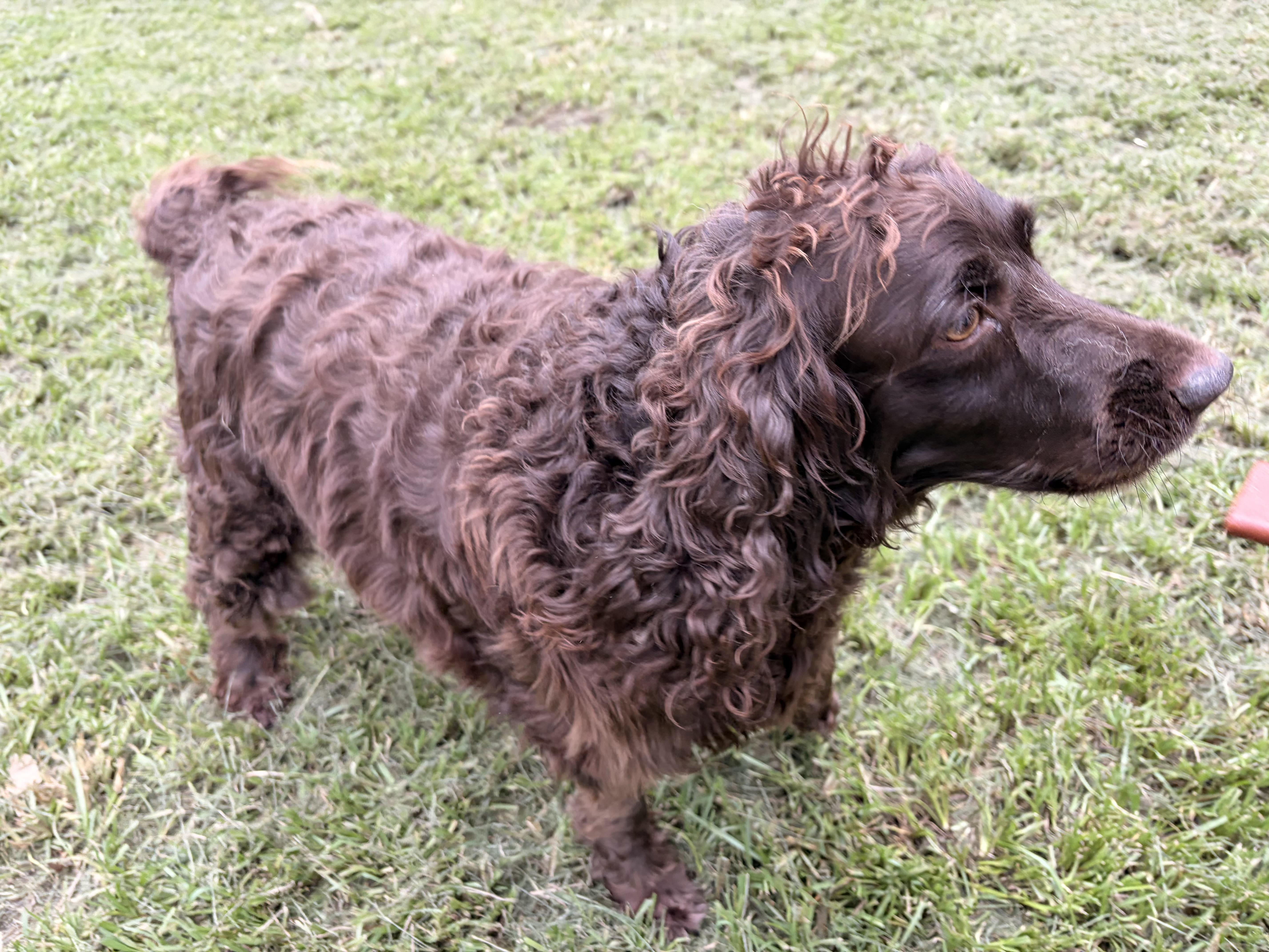 Barbie, an adopted English Springer Spaniel in Covington, LA image 2/5