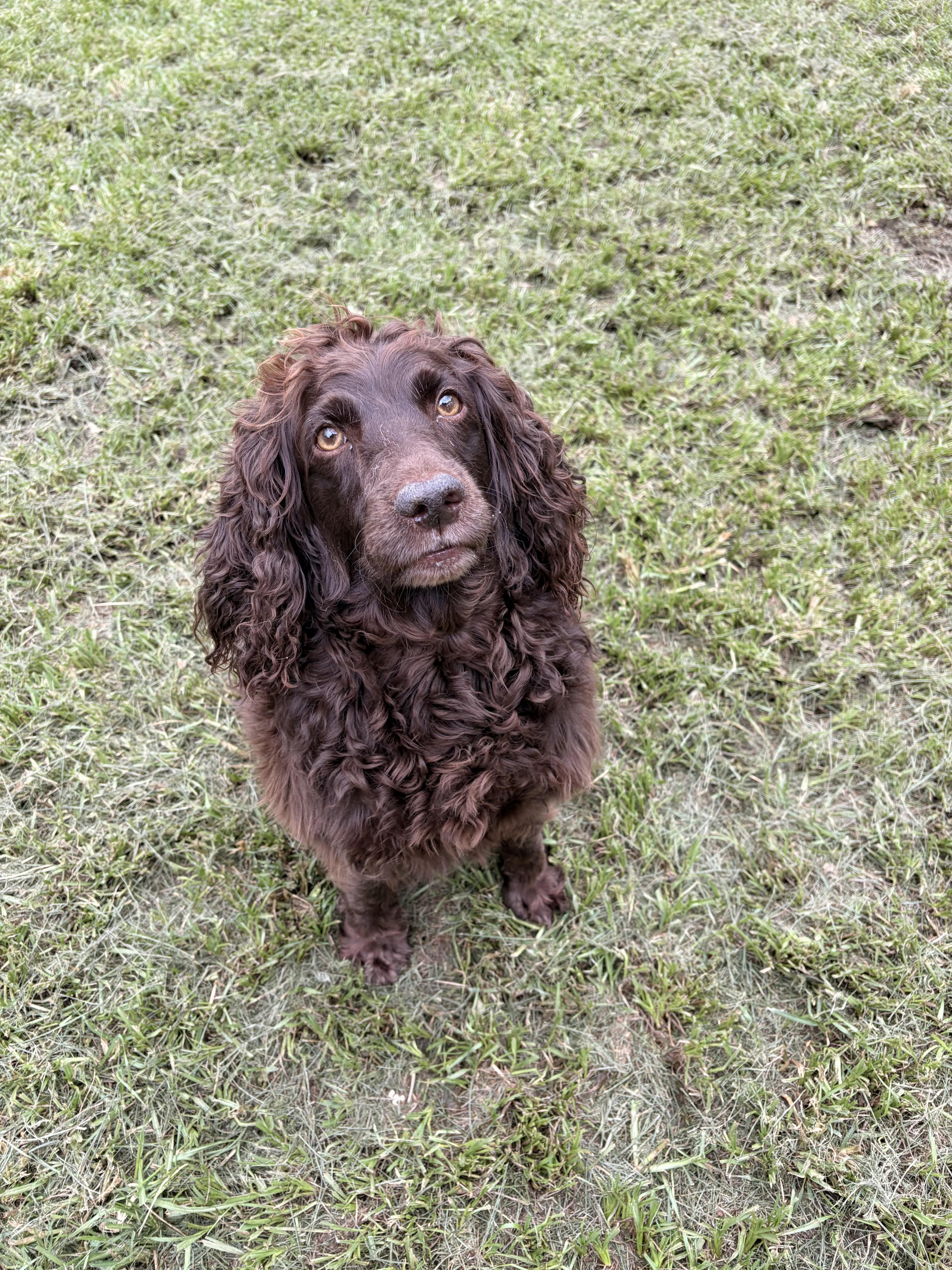 Barbie, adopted, Adult Female English Springer Spaniel.