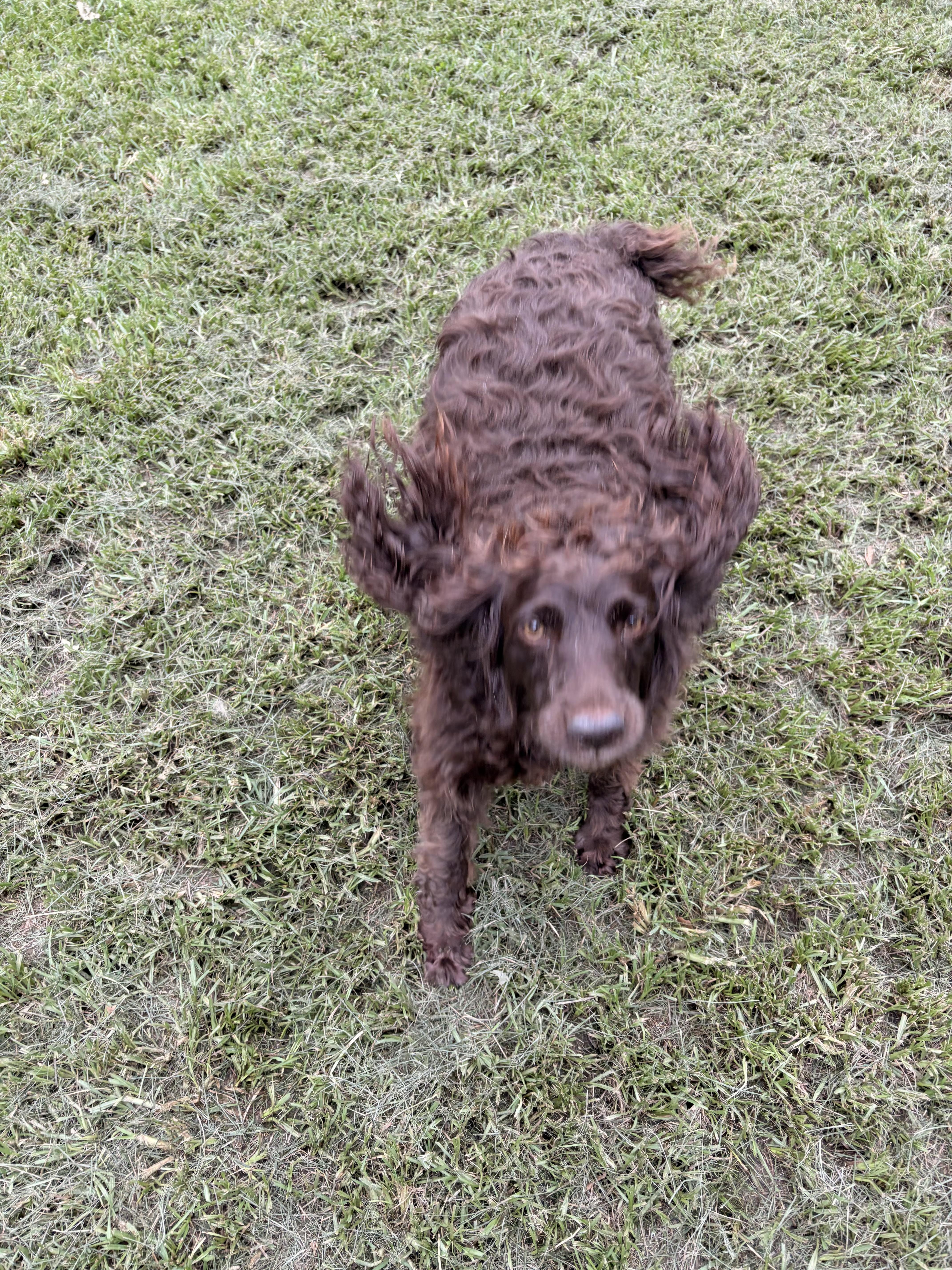 Barbie, an adopted English Springer Spaniel in Covington, LA image 3/5