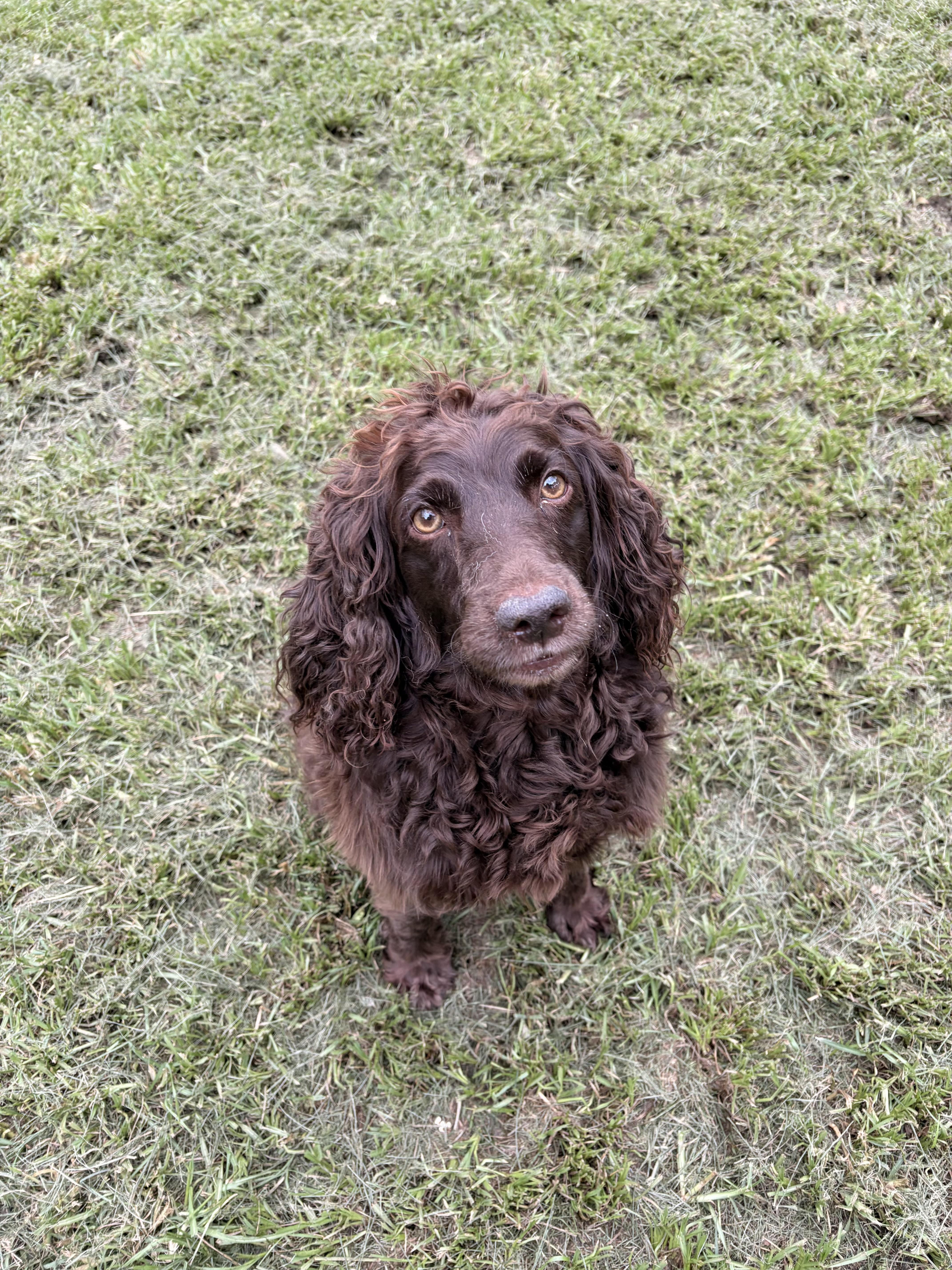 Barbie, an adopted English Springer Spaniel in Covington, LA image 4/5