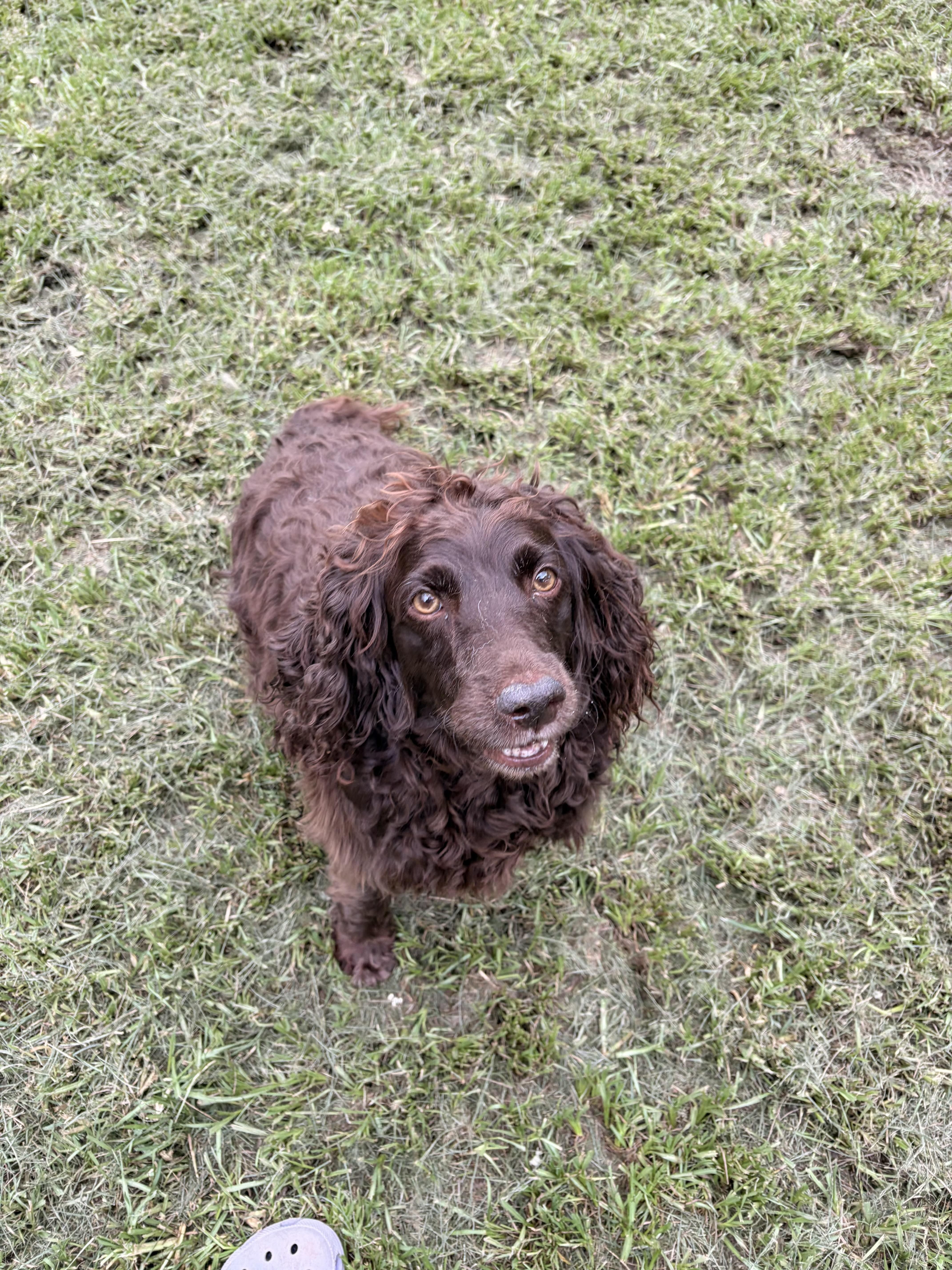 Barbie, an adopted English Springer Spaniel in Covington, LA image 5/5