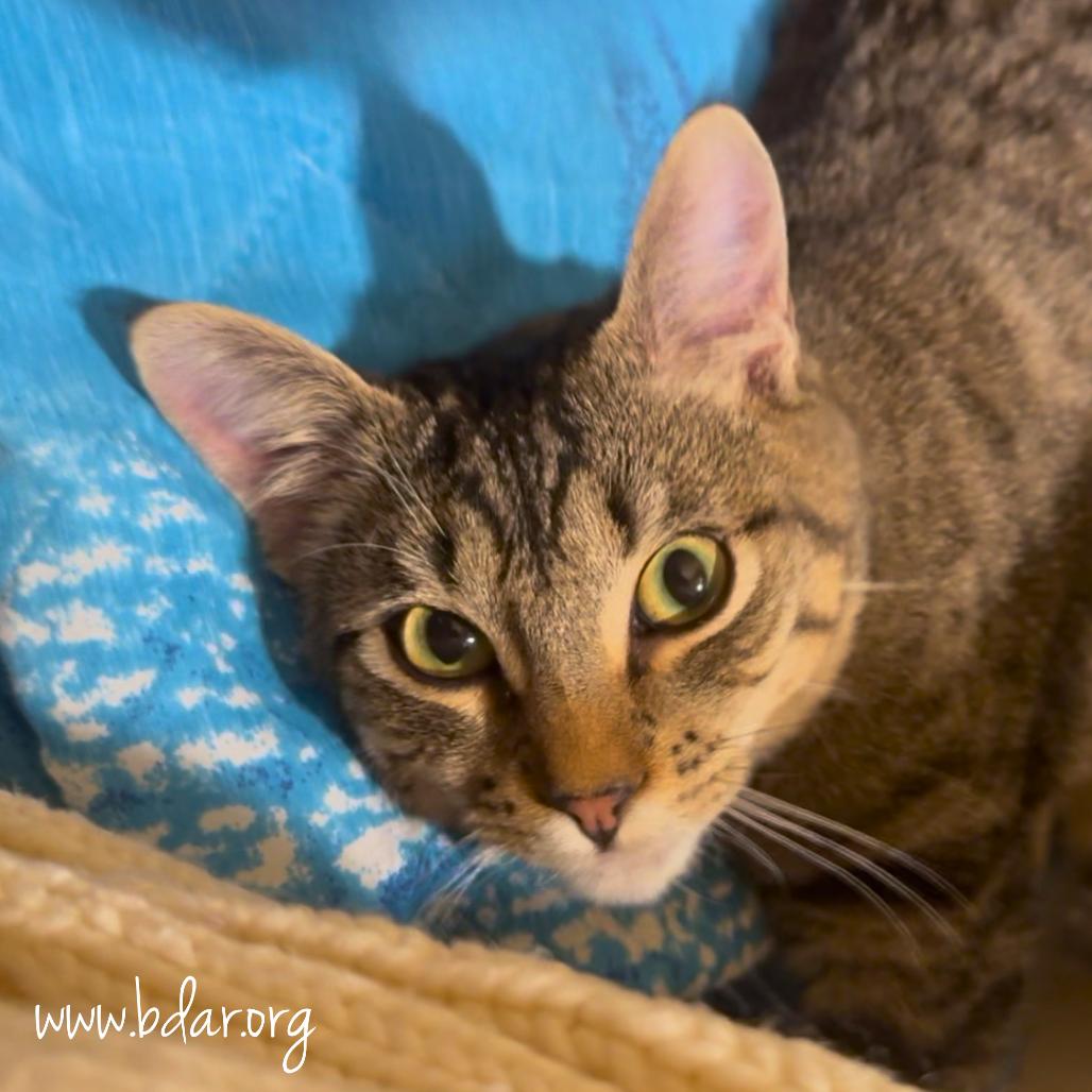 Enlarge Forest, a Adoptable Domestic Short Hair in Cheyenne, WY image 1/2