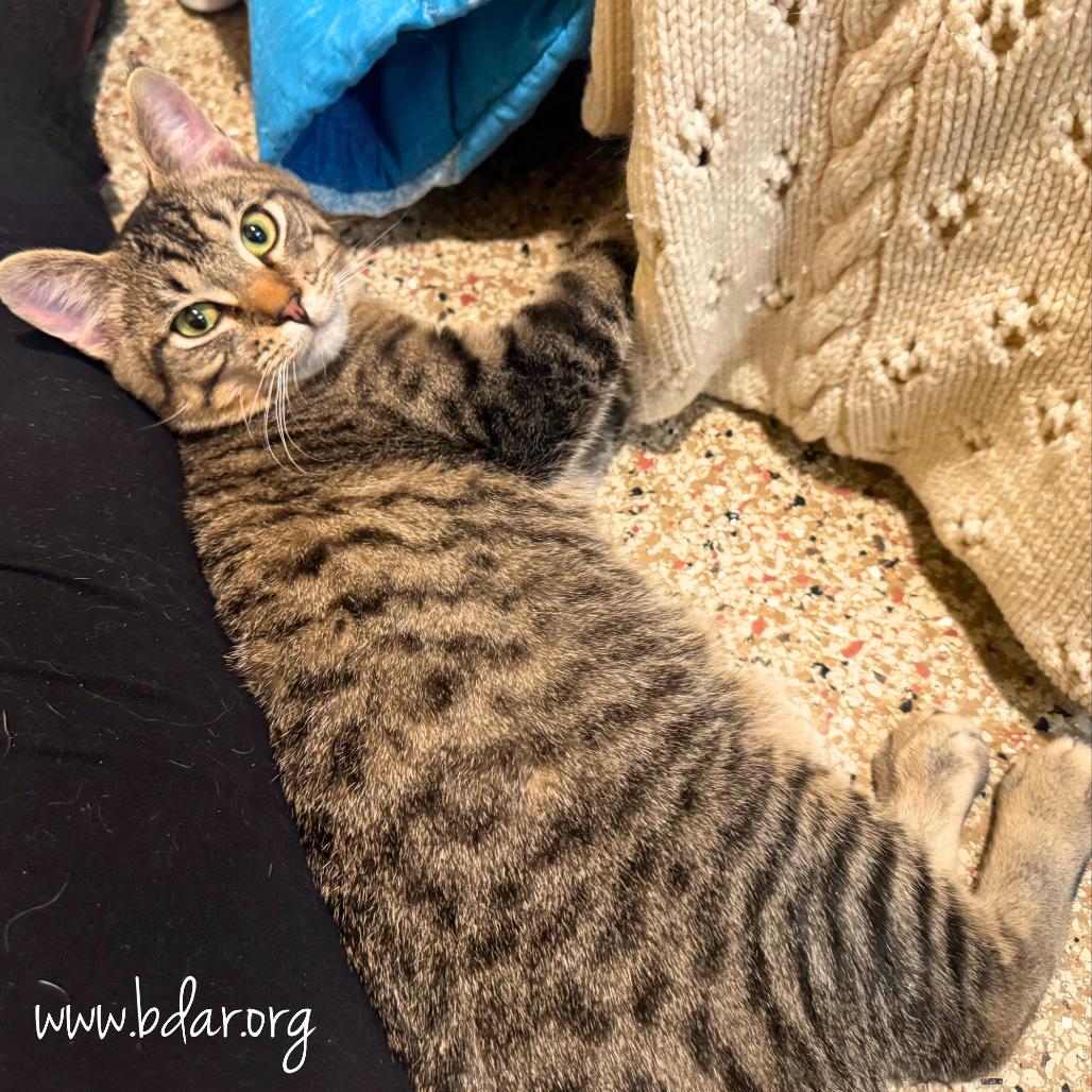 Enlarge Forest, a Adoptable Domestic Short Hair in Cheyenne, WY image 2/2