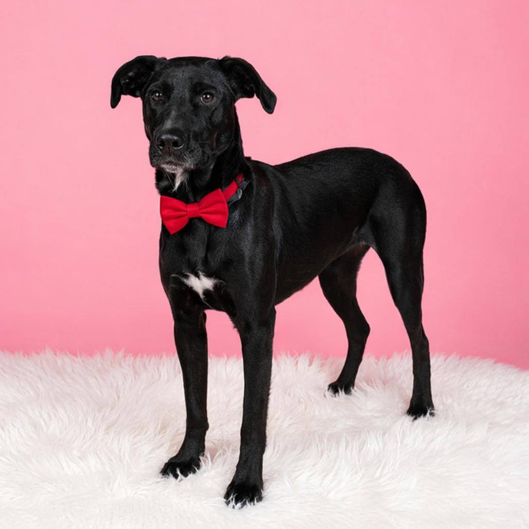 Stormie, Adoptable, Young Female Black Labrador Retriever & Mixed Breed.