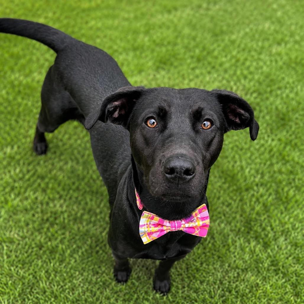 Enlarge Stormie, a Adoptable mixed breed in Binghamton, NY image 2/3