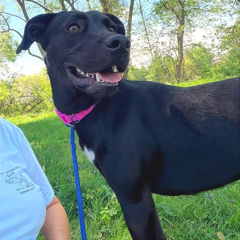 Enlarge Stormie, a Adoptable mixed breed in Binghamton, NY image 3/3