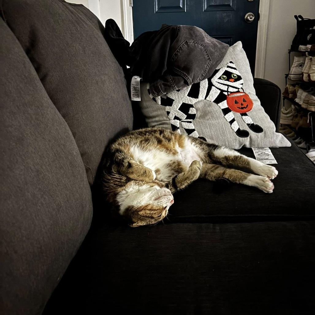 Wyck, Adoptable, Senior Female Domestic Short Hair.