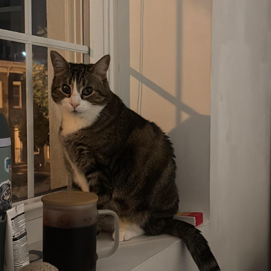 Wyck, a Adoptable Domestic Short Hair in Baltimore, MD image 3/6