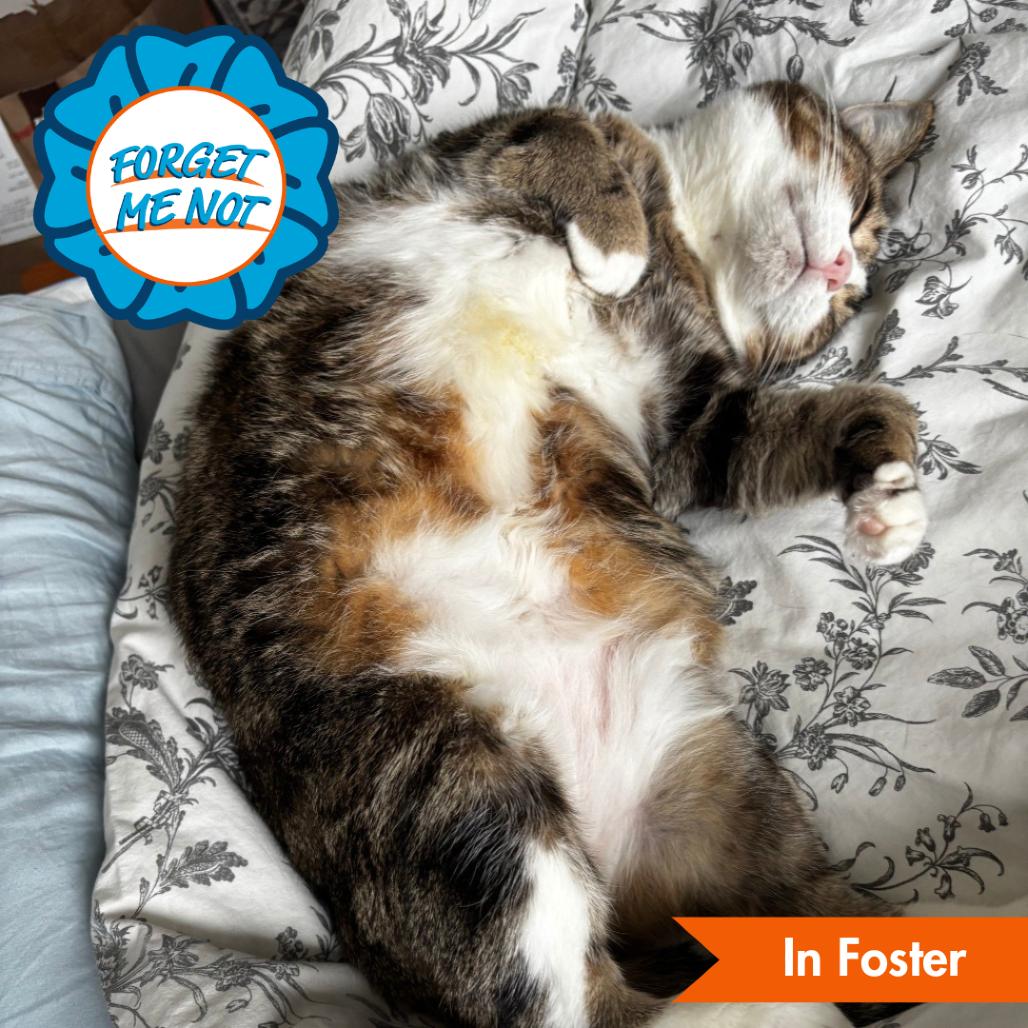 Wyck, a Adoptable Domestic Short Hair in Baltimore, MD image 5/6