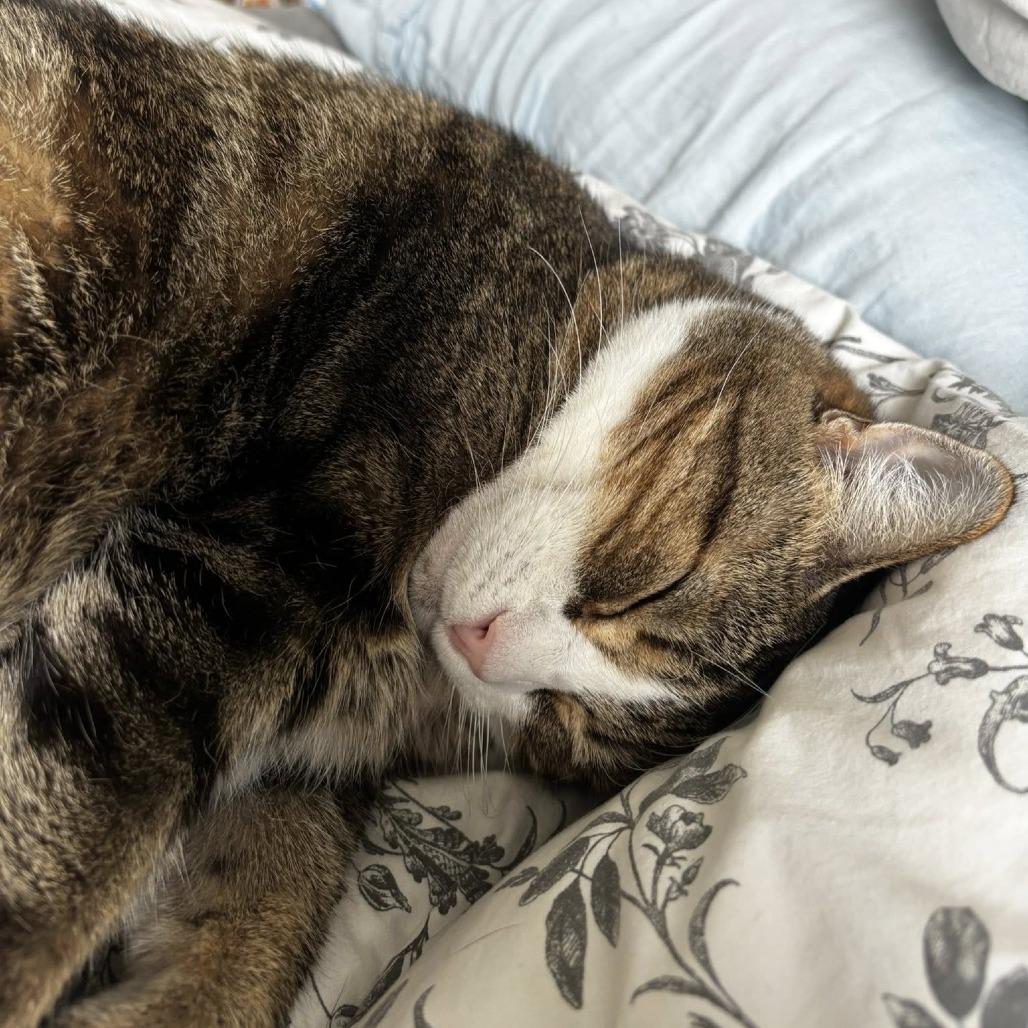 Wyck, a Adoptable Domestic Short Hair in Baltimore, MD image 6/6