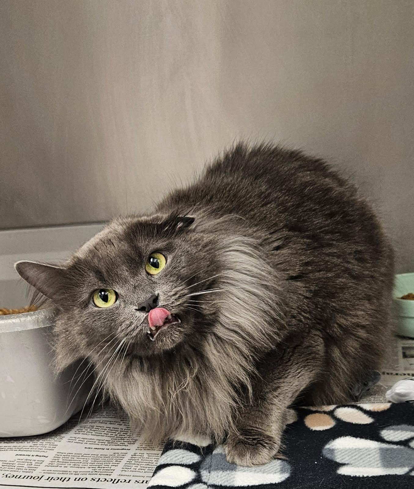 Riley, ADOPTABLE, Adult Female Domestic Long Hair.